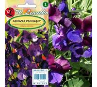 Semi di piselli viola - Lathyrus odoratus