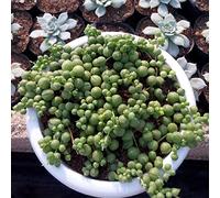 semi di pisello, antiche varietà di verdi pendenti d'appartamento facili curare resistenti per giardinieri serre balcone prodotti sostenibili 120pcs