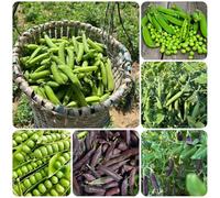 Semi di pisello - biologici da balcone semi di vecchie varietà esotici semi di fagiolo semi di da balcone acquistare 250pcs