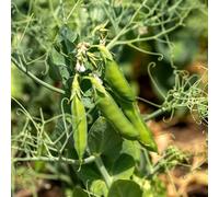 Semi di pisello biologici, resistenti per balconi semi biologici vecchie varietà da balcone per luoghi soleggiati semi di aromatiche 200pcs