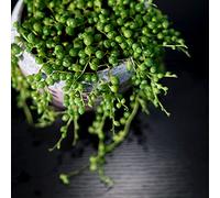 semi di pisello, d'appartamento facili curare per giardinieri interno parete verdi pendenti ufficio decorative resistenti in vaso esterno serre balcone semi 200pcs