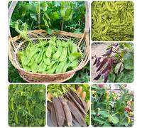 Semi di pisello dolce - acquistare di invernali vecchie varietà da balcone resistenti per il giardino perenni 250pcs