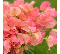 Semi di pisello dolce, da giardino roccioso resistenti Semi di pisello odoroso resistenti, decorazione da giardino per esterni selvatici 150pcs