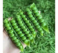 semi di pisello dolce - perenni resistenti biologici, varietà antiche, balcone giardino 20pcs