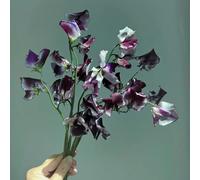 Semi di pisello dolce, serre da balcone Semi di pisello odoroso resistenti, semi di selvatici rampicanti resistenti decorazione 150pcs