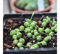 semi di pisello, esotiche balcone verdi pendenti d'appartamento facili curare ufficio decorative interno parete prodotti sostenibili semi di biologiche, 200pcs