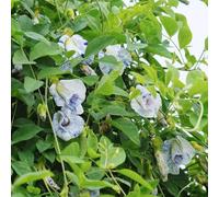 Semi di pisello farfalla - decorazione floreale per gli amanti del giardino raro resistenti per giardini rocciosi rampicanti resistenti da balcone semi di 250pcs