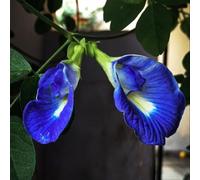 Semi di pisello farfalla,lungo periodo di per un regali per gli amanti del giardino,decorazioni per il soggiorno da giardino 450pcs