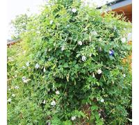 Semi di pisello farfalla,lungo periodo di per un semi di perenni resistenti,per luoghi soleggiati giardino 100pcs