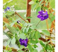 Semi di pisello farfalla - semi di selvatici raro da balcone resistenti per giardini rocciosi per luoghi soleggiati come bomboniera decorazione floreale 400pcs