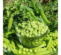 semi di pisello - giardino resistenti perenni invernali decorative biologici 10pcs