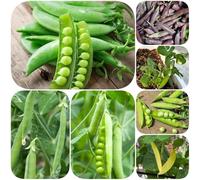 Semi di pisello, invernali Piselli mangiatutto, resistenti per giardini rocciosi sostenibili semi di esotico giardino sul balcone giardino raro 300pcs