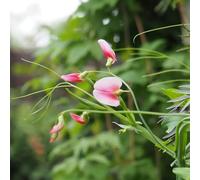 Semi di pisello odoroso - per luoghi soleggiati vecchie varietà farfalle resistenti decorazioni da giardino per esterni rampicanti resistenti 150pcs