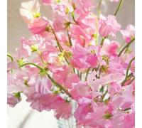 Semi di pisello odoroso - piselli odorosi, Aiuole rialzate per il giardino d'appartamento esotiche rampicanti biologici per esterno 250pcs