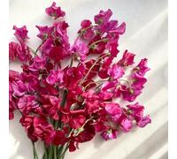 Semi di pisello odoroso - raro decorazioni da giardino per esterni rampicanti resistenti resistenti semi di selvatici vecchie varietà per 220pcs