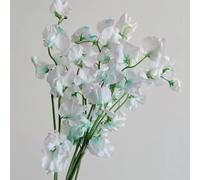 Semi di pisello odoroso - resistenti veccia, resistenti per giardini rocciosi esotico decorazioni giardino per esterni i luoghi soleggiati semi di 120pcs