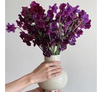 Semi di pisello odoroso - vecchie varietà farfalle per luoghi soleggiati da balcone semi di selvatici come bomboniera raro 35pcs