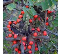 Semi di pisello Paternoster, biologici Abrus precatorius, semi di medicinali regali per giardinieri 25pcs