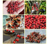 Semi di pisello Paternoster - biologici pisello Paternoster, Abrus precatorius, esotiche culinarie, balcone 10pcs