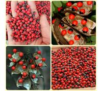 Semi di pisello Paternoster - biologici pisello Paternoster, Abrus precatorius, regali per giardinieri amatoriali 100pcs