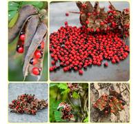 Semi di pisello Paternoster, da balcone Abrus precatorius, orto sul balcone 50pcs