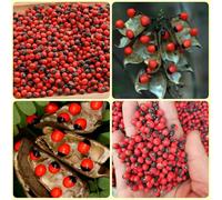 Semi di pisello Paternoster, del giardino Abrus precatorius, aromatiche biologici 60pcs