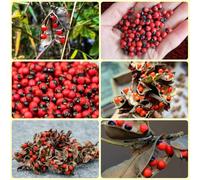 Semi di pisello Paternoster, le da giardino roccioso sono resistenti Abrus precatorius, semi di rare balcone 80pcs