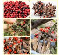 Semi di pisello Paternoster - pisello Paternoster, Abrus precatorius, biologici regali 50pcs