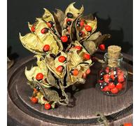 Semi di pisello Paternoster - selvatiche pisello Paternoster, Abrus precatorius, balcone del culinarie, balcone 30pcs