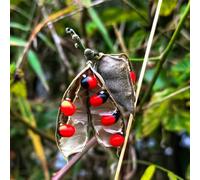 Semi di pisello Paternoster, semi di medicinali Abrus precatorius, regali per giardinieri amatoriali 15pcs