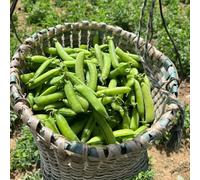 Semi di pisello, Pisum sativum, da balcone semi di invernali semi di piselli 50pcs