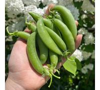 Semi di pisello, Pisum sativum, Le perenni sono da balcone semi di piselli 100pcs