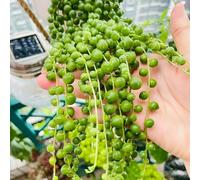 Semi di pisello, Senecio rowleyanus, da interno giardino antiche varietà d'appartamento che purificano l'aria 80pcs