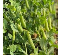 semi di pisello zuccherino decorazioni giardino per esterni 40pcs