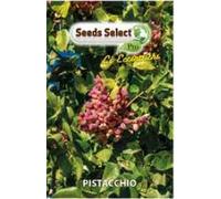 SEMI SEMENTI PIANTA DI PISTACCHIO BUSTINA MAXI CIRCA 4 SEMI