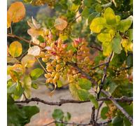 Semi di pistacchio, Pistacia vera, semi biologici resistenti all'esterno 40pcs