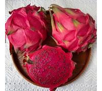 semi di pitaya giardino, resistenti adatte al pieno sole 300pcs