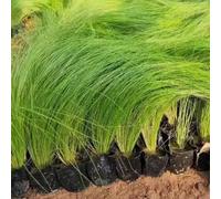 semi di piuma, organico per la selvatiche, resistenti giardino roccioso, d'appartamento esotiche 30pcs
