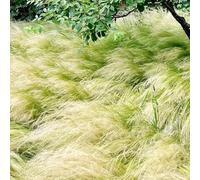 Semi di piuma - per i luoghi soleggiati selvatiche e ornamentali vecchie varietà di verdi Copertura del terreno resistente resistenti per giardini rocciosi 550pcs