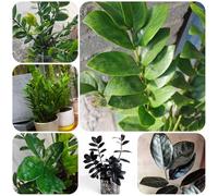 Semi di piume portafortuna, resistenti per il giardino Zamioculcas zamiifolia, d'appartamento che purificano l'aria Le sempreverdi sono resistenti 120pcs