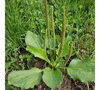 Semi di platano - giardino roccioso balcone con balcone, varietà antiche in vaso copertura del terreno al coperto decorazione 800pcs