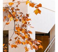 Semi di Platano orientale - balcone semi di vecchie varietà esotico sempreverde, resistente al freddo raro biologico resistenti verdi per 8pcs
