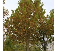 Semi di Platanus acerifolia, da giardino Semi di platano, da esterno resistenti all'esterno re un giardino regali per gli amanti del 6pcs