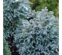 Semi di Platycladus orientalis - esotiche soggiorno rari interno appartamento balcone 300pcs