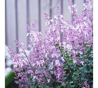semi di Plectranthus ornamentali Plectranthus glabratus, verdi prodotti sostenibili raro vecchie varietà coltivazione di giardino semi 200pcs