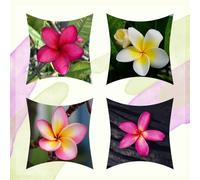 semi di plumeria frangipane - per esterni da balcone da giardino decorazione 100pcs
