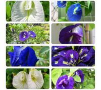 semi di poltrono poltrono selvatico balcone giardino interni balcone serra interni perenni resistenti al sole