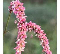 Semi di Polygonum Orientale - da balcone resistenti da giardino resistenti perenni per gli ospiti con semi di decorazione 200pcs