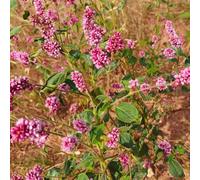 Semi di Polygonum Orientale - da balcone resistenti serre da balcone esotici semi di per luoghi soleggiati 80pcs