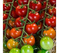 semi di pomodoro - antiche varietà Aiuole rialzate per il giardino resistenti in vaso balcone con interna copertura del terreno biologico 400pcs